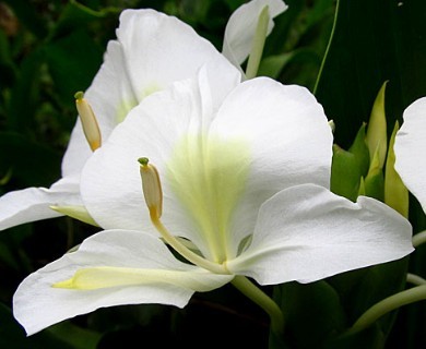 Hedychium coronarium