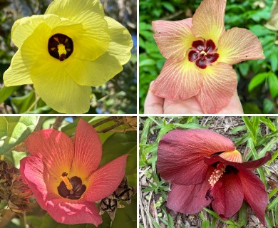 Hibiscus tiliaceus