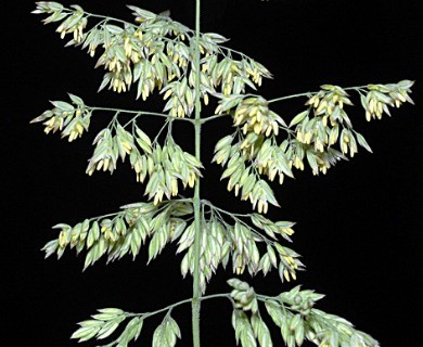Holcus lanatus
