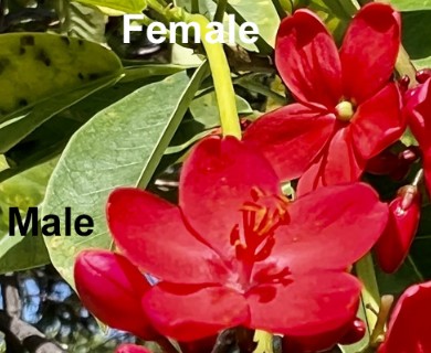 Jatropha integerrima