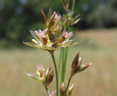Juncus tenuis