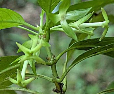 Kadua acuminata