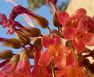 Kalanchoe delagoensis