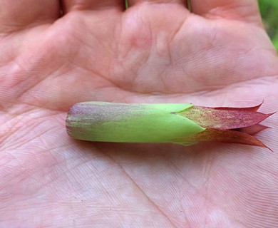 Kalanchoe pinnata