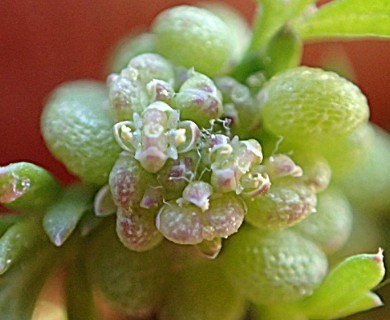 Lepidium didymum