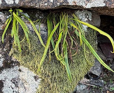 Lepisorus thunbergianus