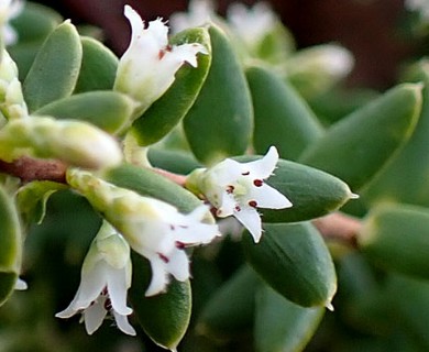 Leptecophylla tameiameiae
