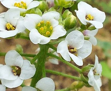 Lobularia maritima