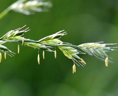 Lolium multiflorum