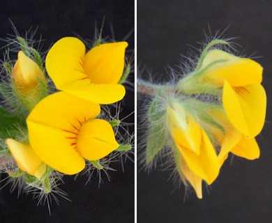 Lotus subbiflorus