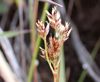 Luzula hawaiiensis