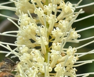 Macadamia integrifolia