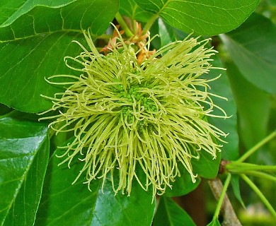 Maclura pomifera