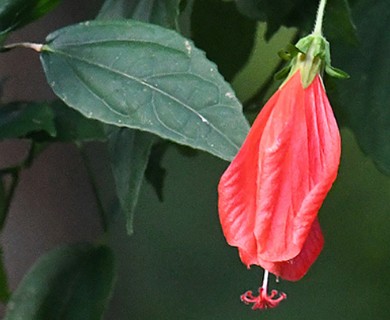 Malvaviscus penduliflorus