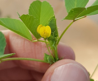 Medicago polymorpha