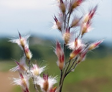 Melinis repens
