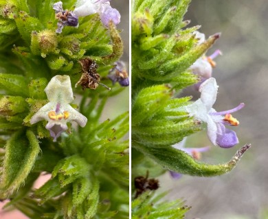 Mesosphaerum pectinatum