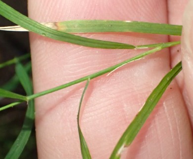 Microlaena stipoides