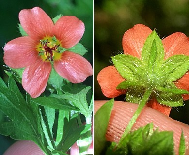 Modiola caroliniana