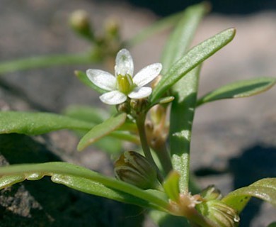 Mollugo verticillata