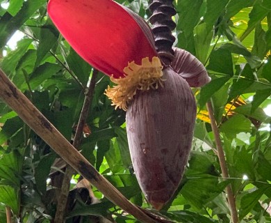 Musa ×paradisiaca