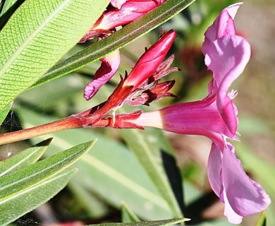 Nerium oleander