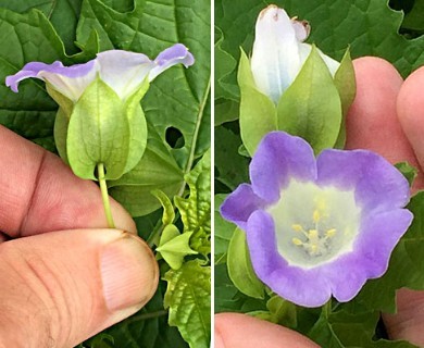 Nicandra physalodes
