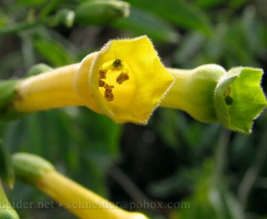 Nicotiana glauca