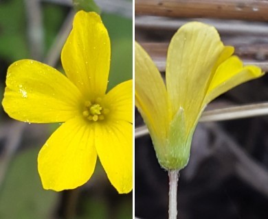 Oxalis corniculata