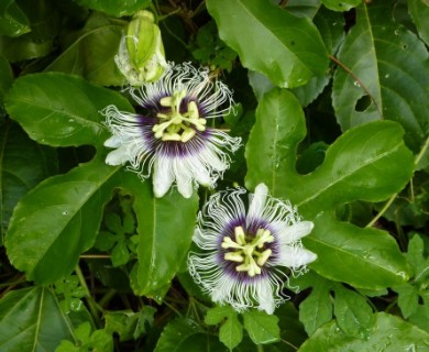 Passiflora edulis