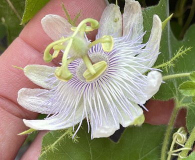 Passiflora foetida