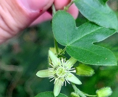 Passiflora suberosa