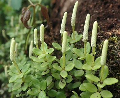 Peperomia tetraphylla