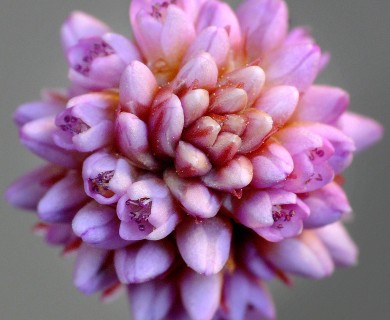 Persicaria capitata