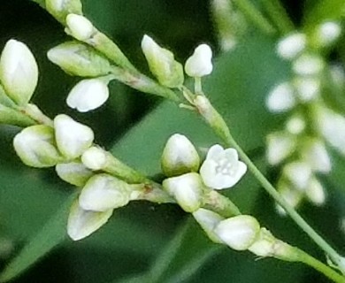 Persicaria punctata