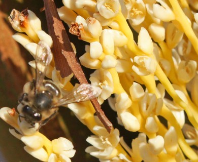 Phoenix dactylifera