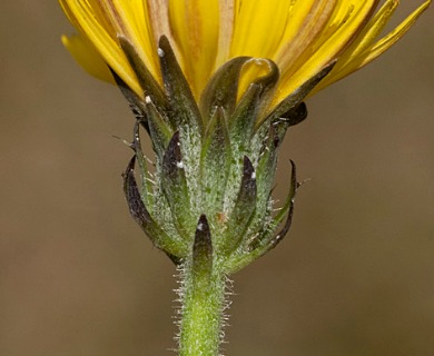 Picris hieracioides