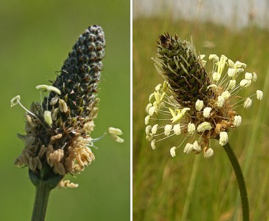 Plantago lanceolata