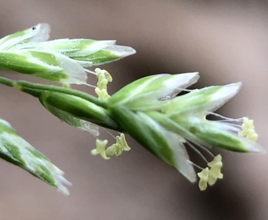 Poa annua