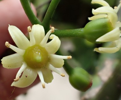 Polyscias oahuensis