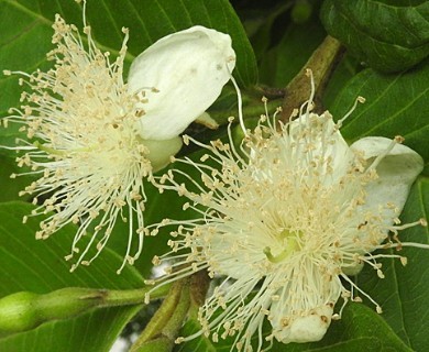 Psidium guajava