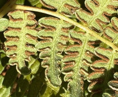 Pteridium aquilinum