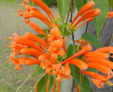 Pyrostegia venusta
