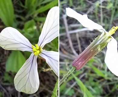 Raphanus raphanistrum