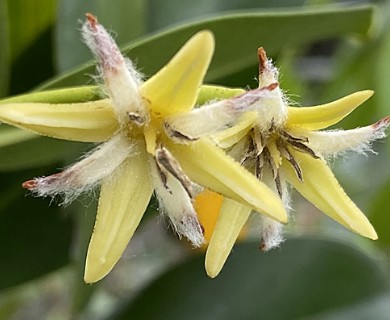 Rhizophora mangle