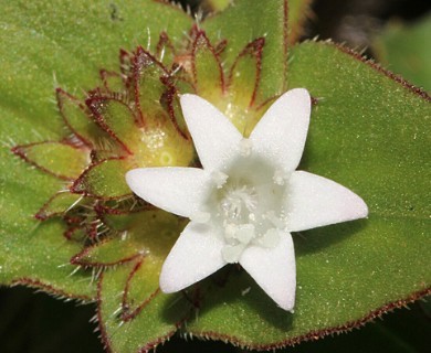Richardia brasiliensis
