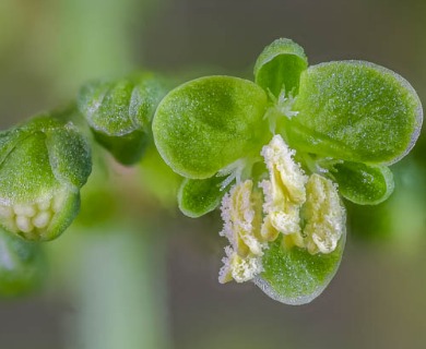 Rumex crispus