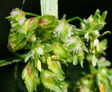 Rumex obtusifolius