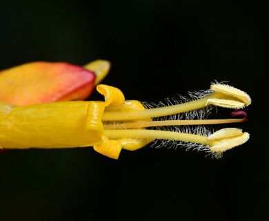 Sanchezia oblonga
