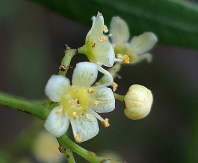 Schinus molle